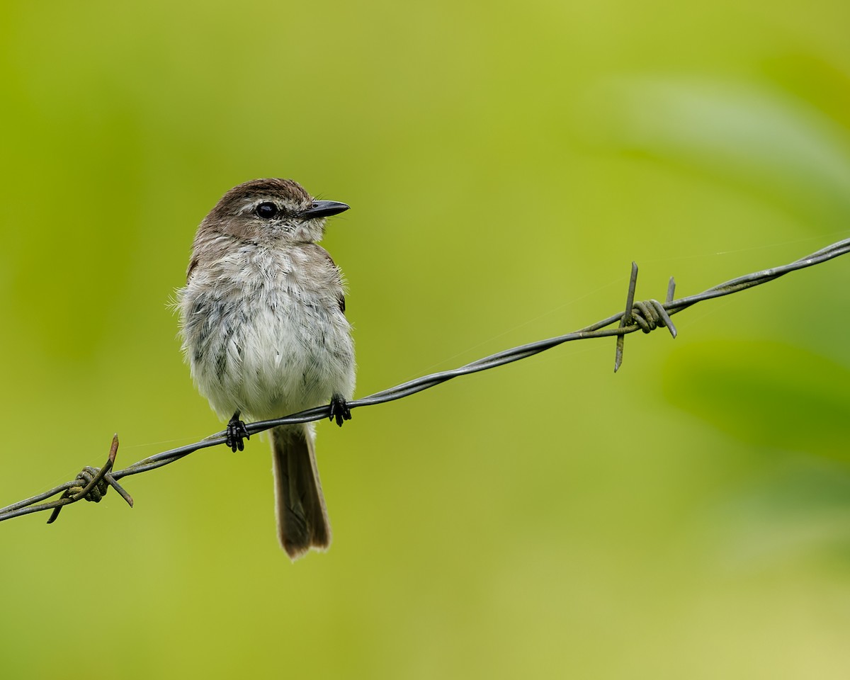 Mouse-gray Flycatcher - ML635925423