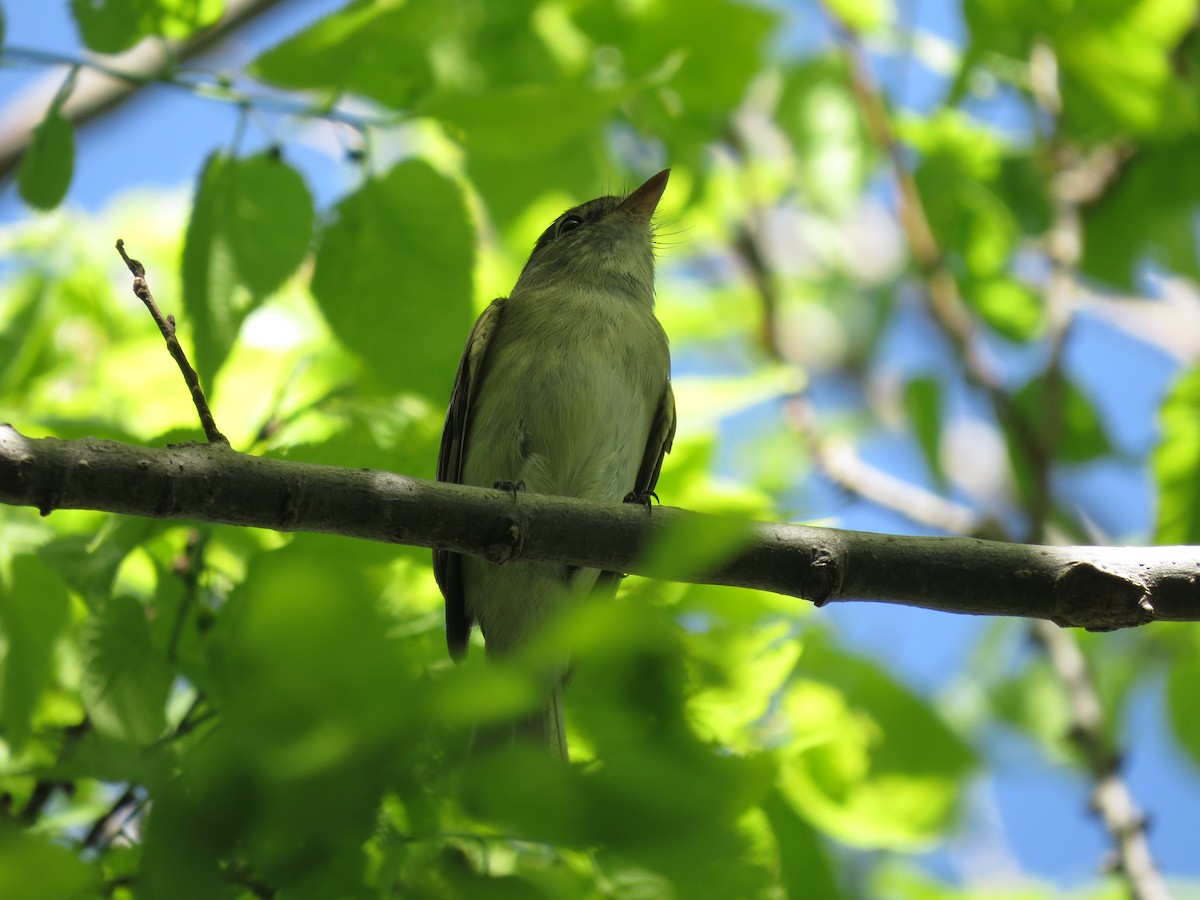 Alder Flycatcher - ML635925490