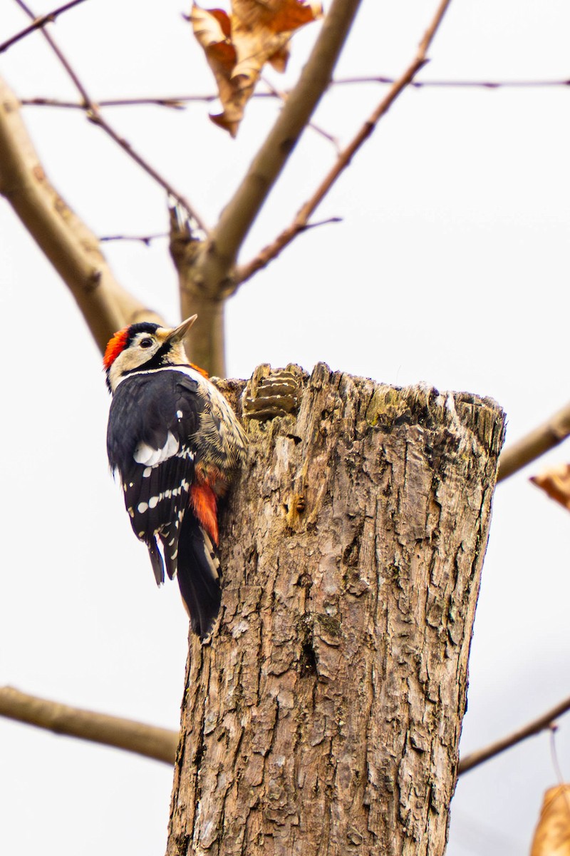 Necklaced Woodpecker - ML635925496