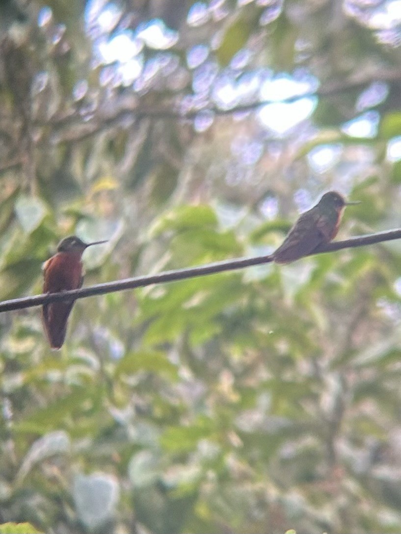 Chestnut-breasted Coronet - ML635925497