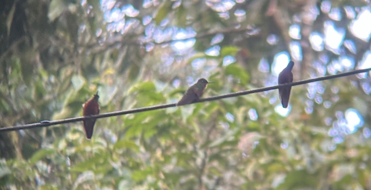 Chestnut-breasted Coronet - ML635925498