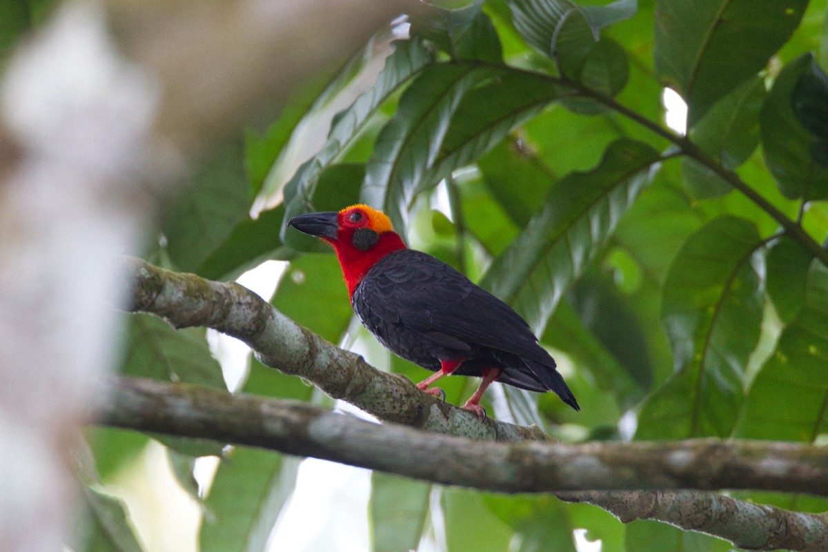 Bornean Bristlehead - ML635925519