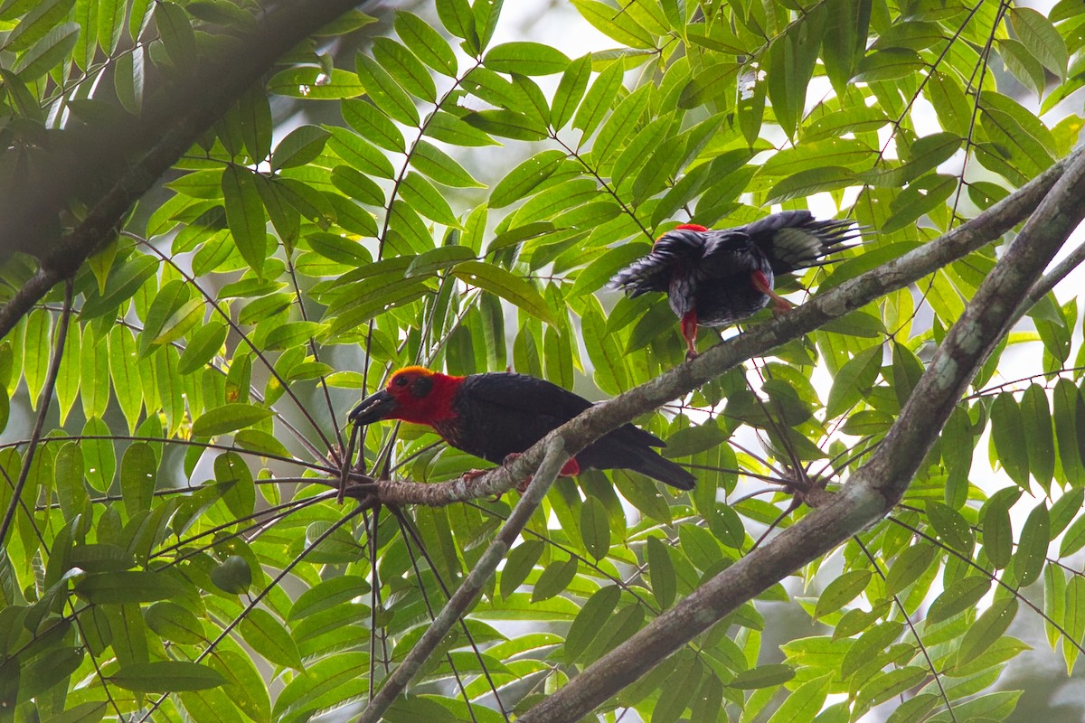 Bornean Bristlehead - ML635925521