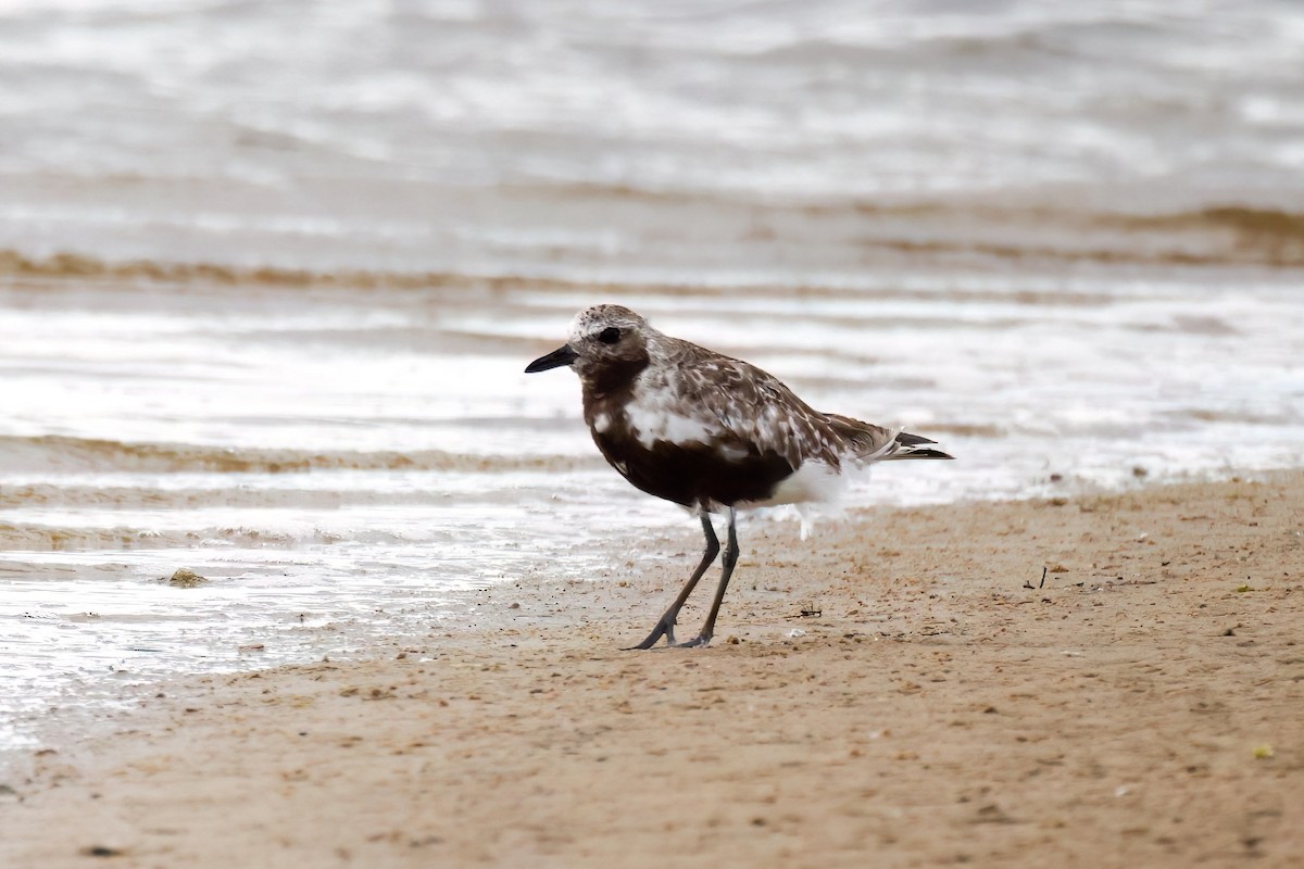 Black-bellied Plover - ML635925614