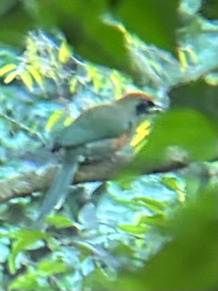 Rufous-capped Motmot - ML635925671