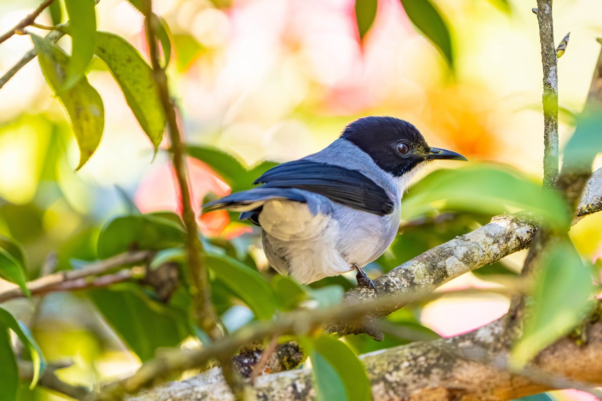 Black-headed Sibia - ML635925673
