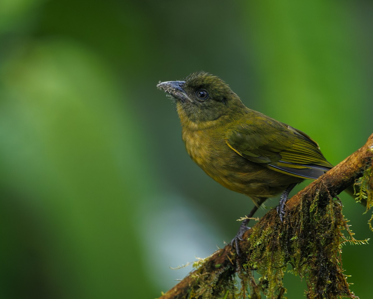 Ochre-breasted Tanager - ML635925712