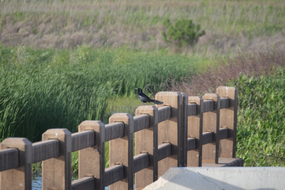 Great-tailed Grackle - ML635925809