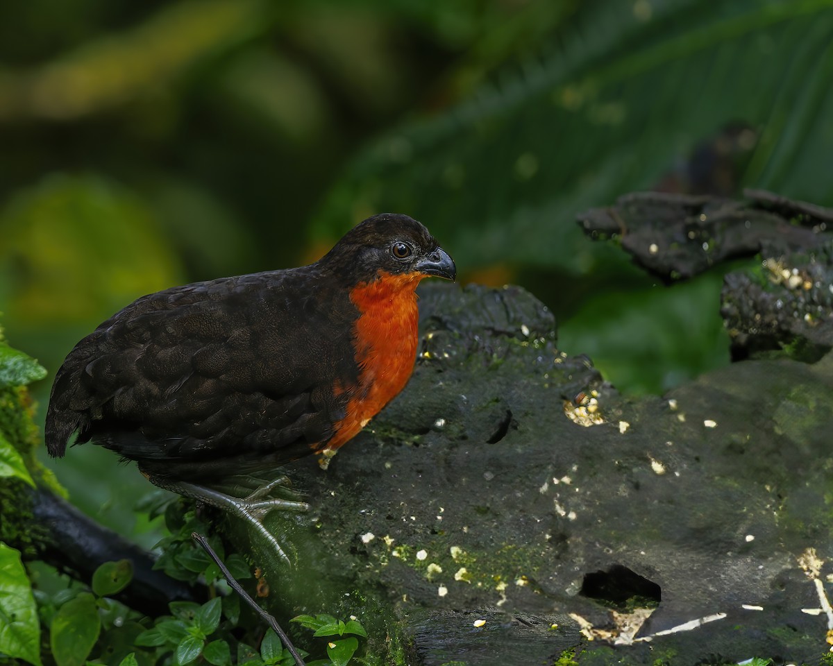 Dark-backed Wood-Quail - ML635926005