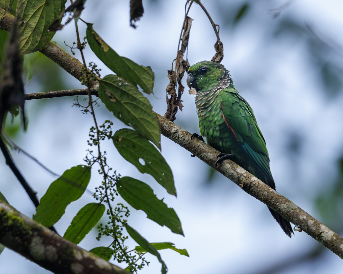 pyrura hnědoocasý (ssp. pacifica) - ML635926074