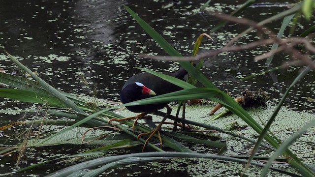 Purple Gallinule - ML635926152