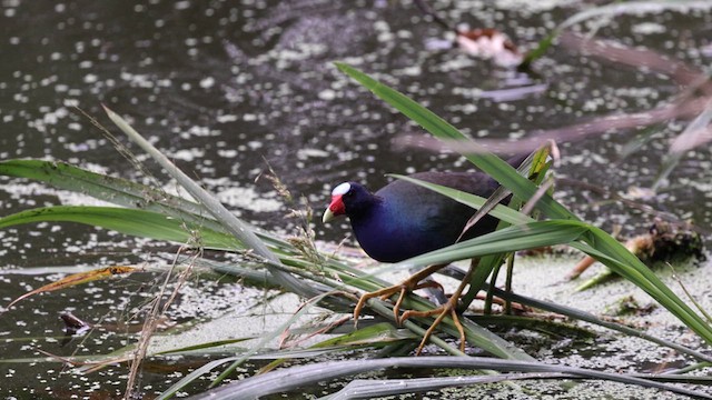Purple Gallinule - ML635926168