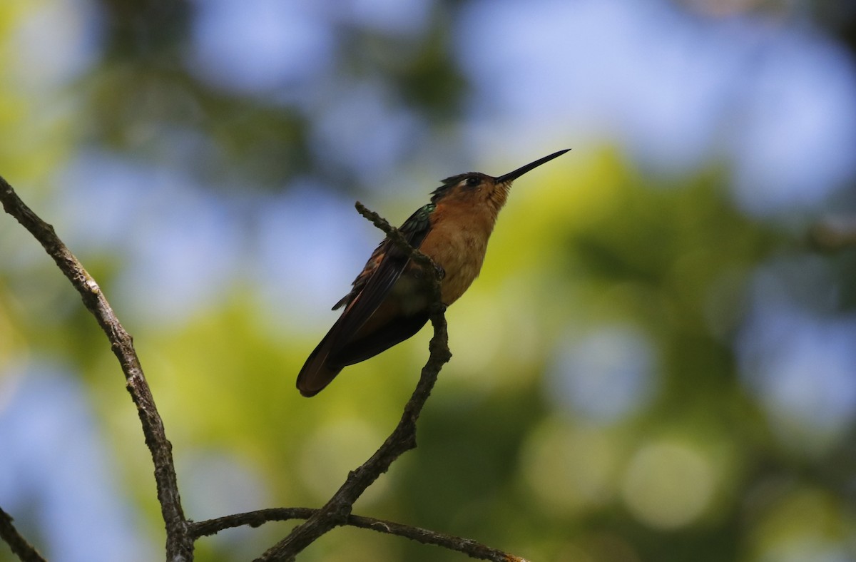 Rufous Sabrewing - ML635926195