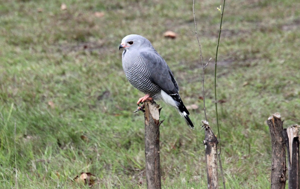 Lizard Buzzard - ML635926256