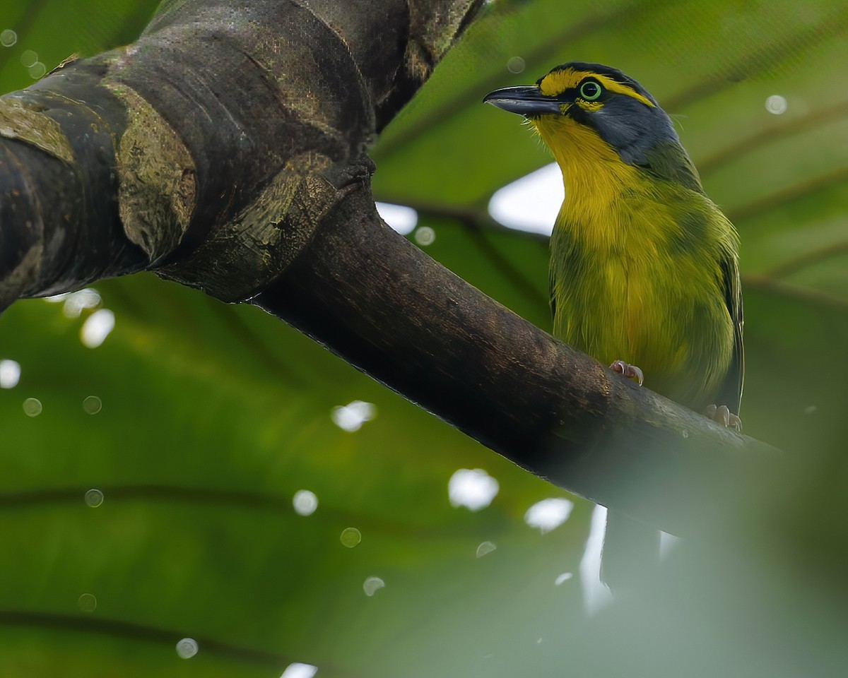 Slaty-capped Shrike-Vireo (Pale-legged) - ML635926432