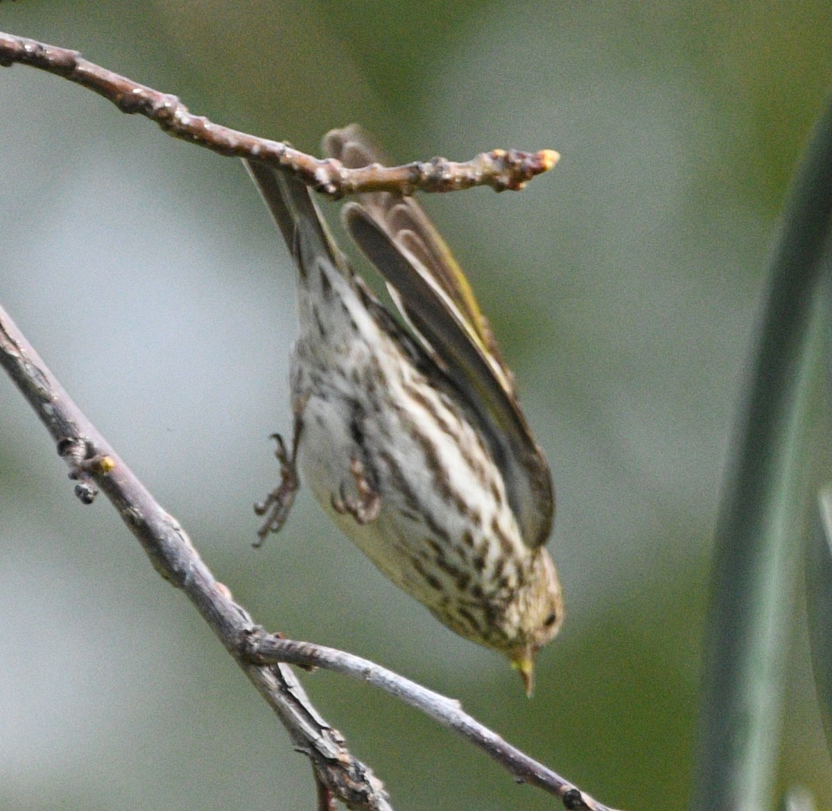 Pine Siskin - ML635926542