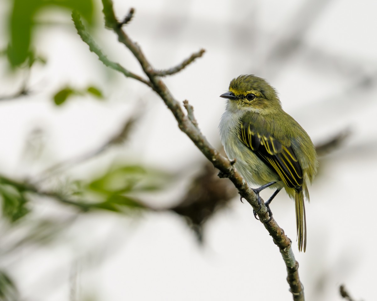 Choco Tyrannulet - ML635926671