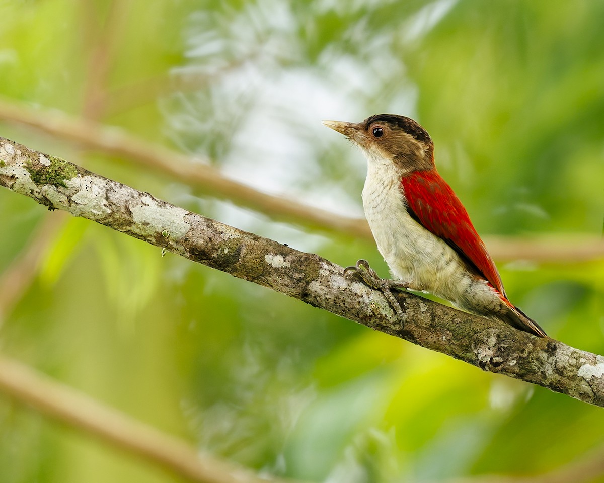 Scarlet-backed Woodpecker - ML635926701