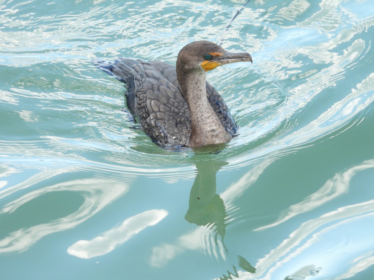 Neotropic Cormorant - ML635926956