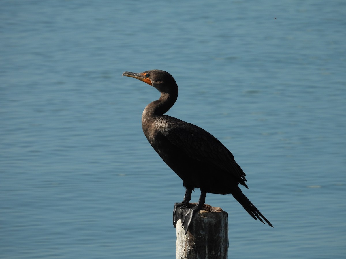 Double-crested Cormorant - ML635926985