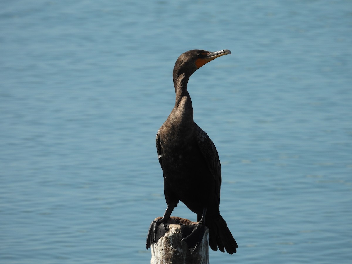Double-crested Cormorant - ML635926986