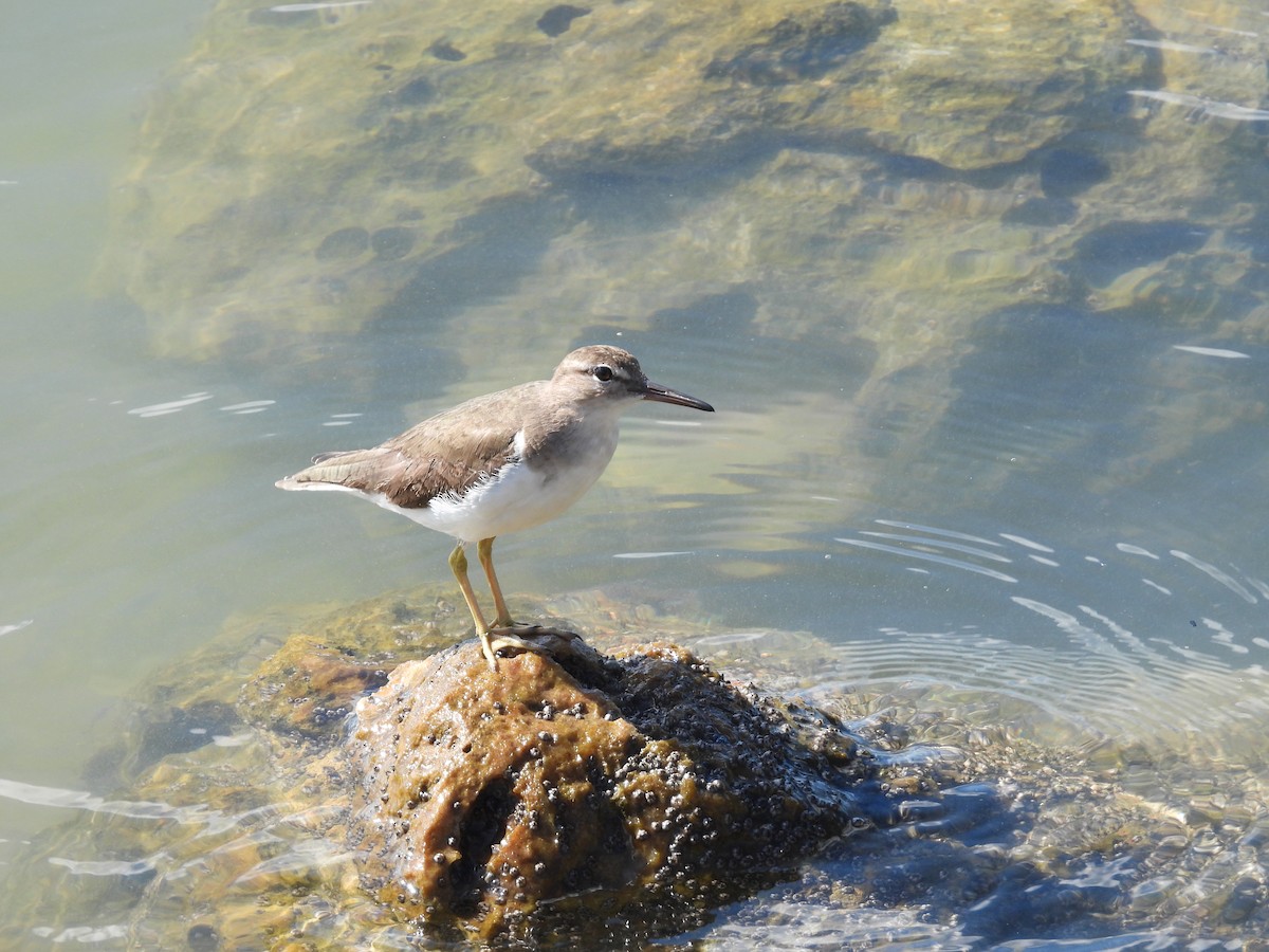 Spotted Sandpiper - ML635927195