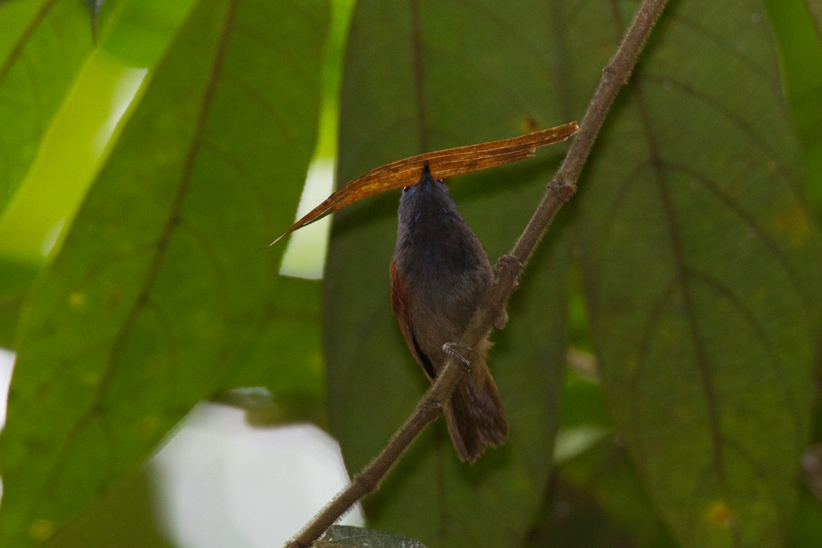 Gray-hooded Babbler - ML635927208