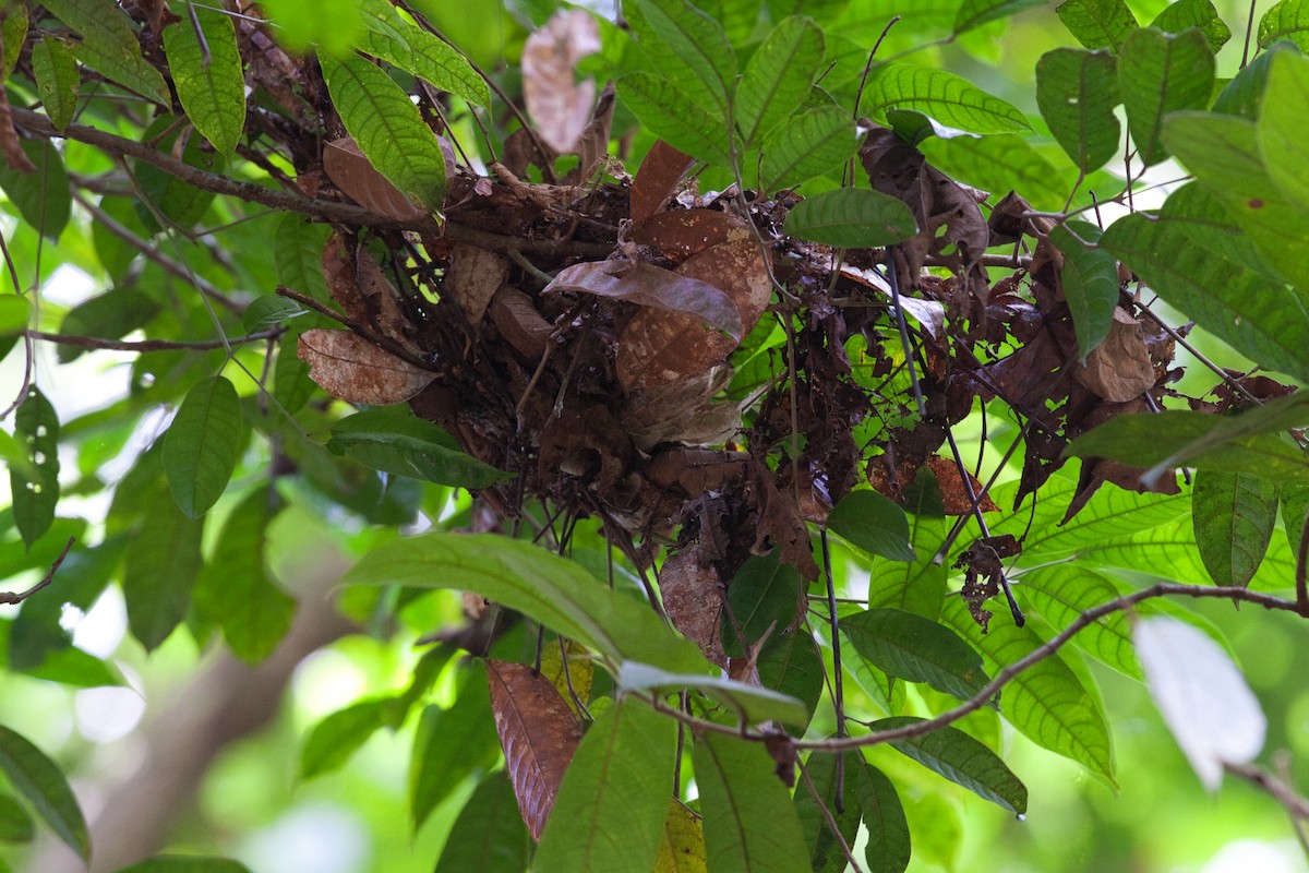 Gray-hooded Babbler - ML635927209