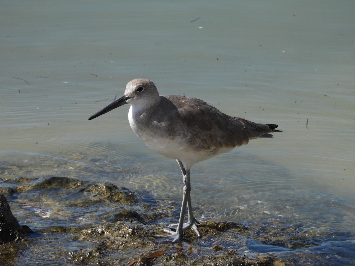 Willet - ML635927253
