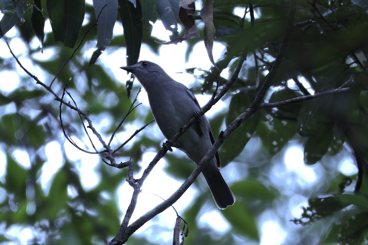 Gray Shrikethrush - ML635927260