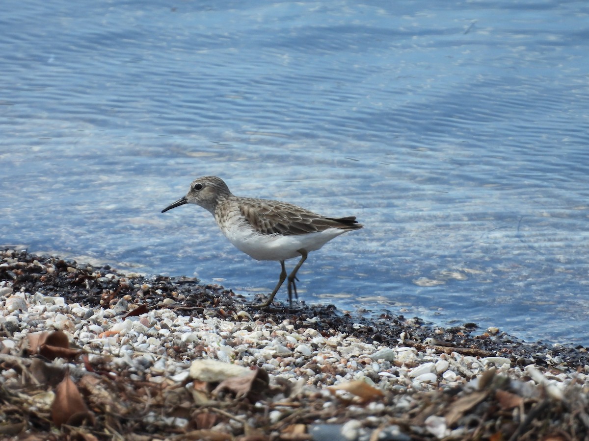 Least Sandpiper - ML635927347