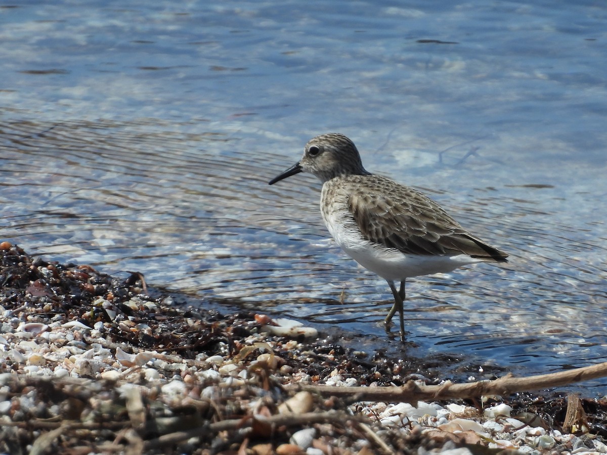 Least Sandpiper - ML635927348