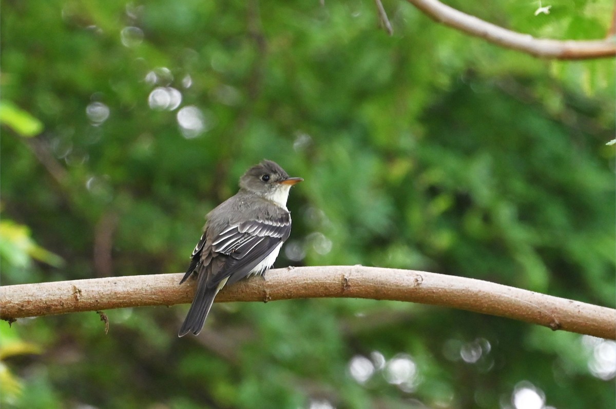 Eastern Wood-Pewee - ML635927364