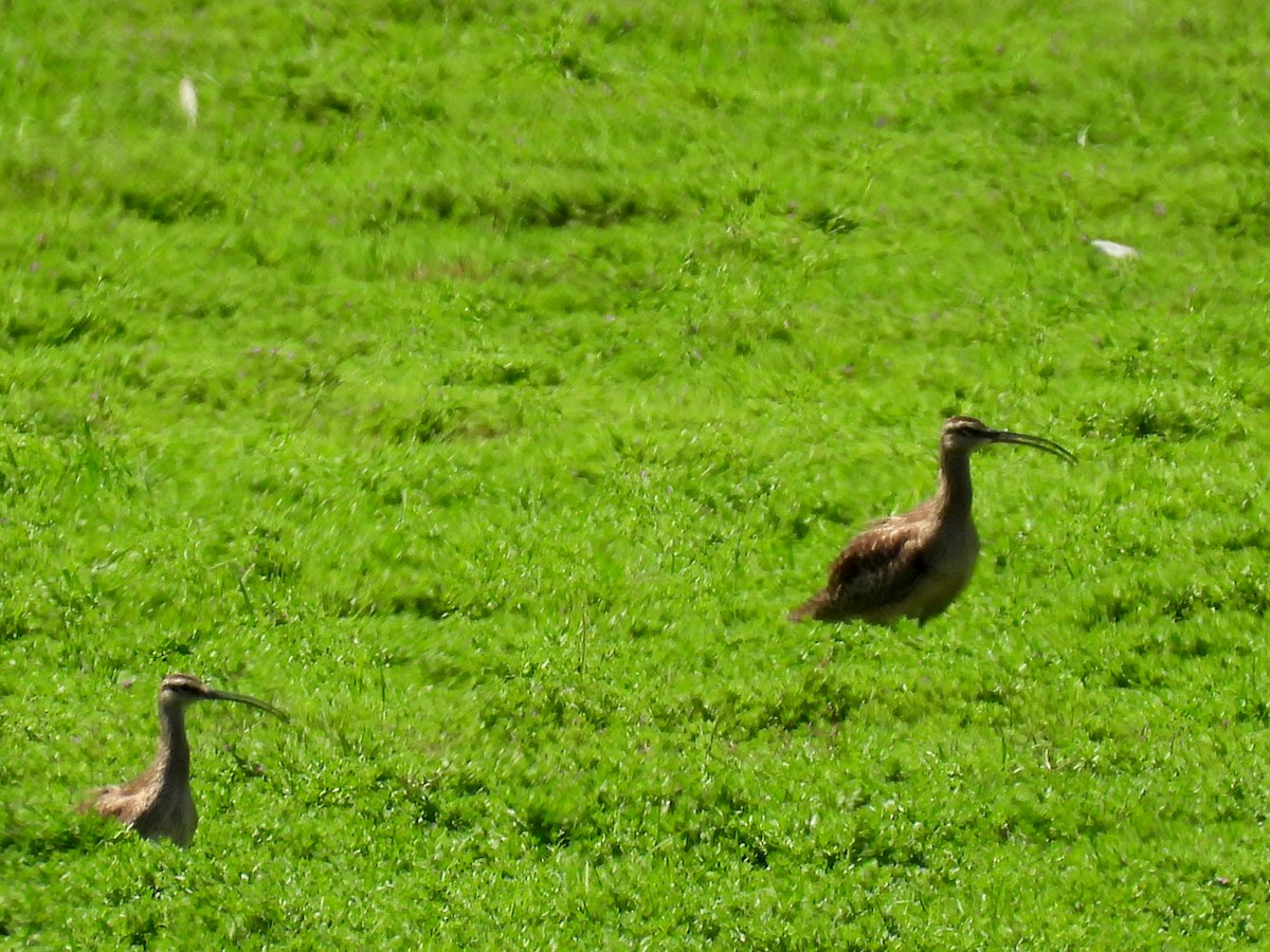 Hudsonian Whimbrel - ML635927416