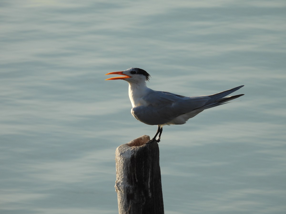 Royal Tern - ML635927422