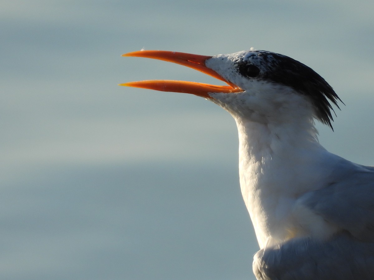 Royal Tern - ML635927423