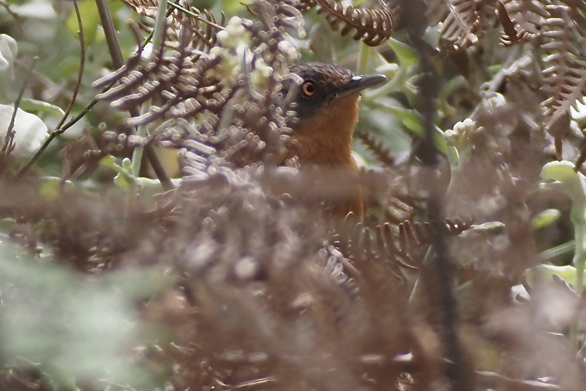 Victorin's Warbler - ML635927433