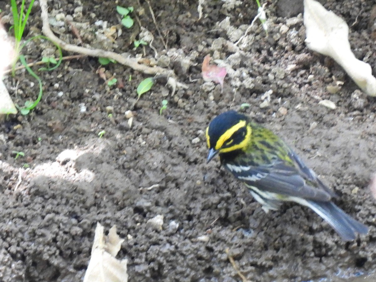 Townsend's Warbler - ML635927463