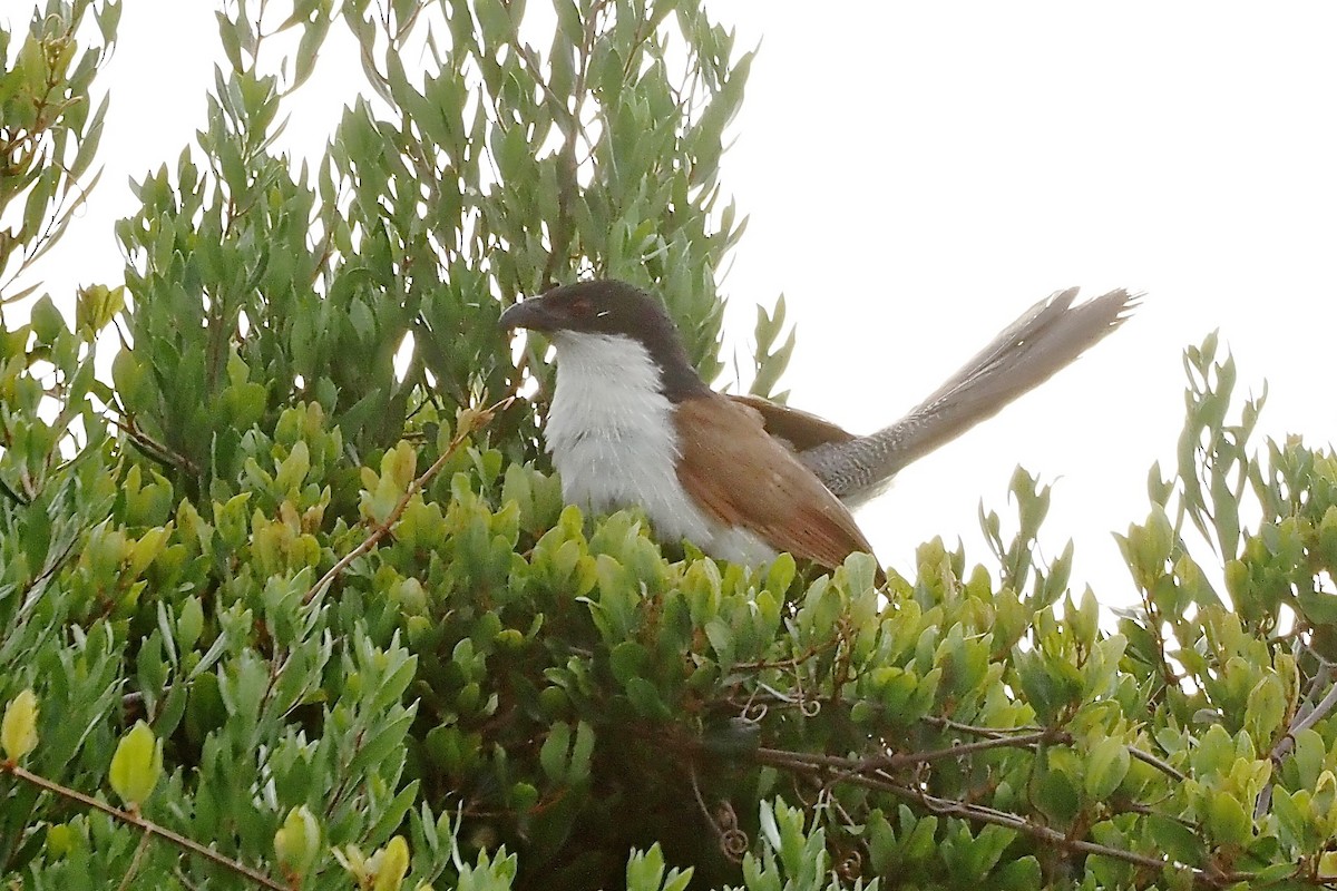 Burchell's Coucal - ML635927491