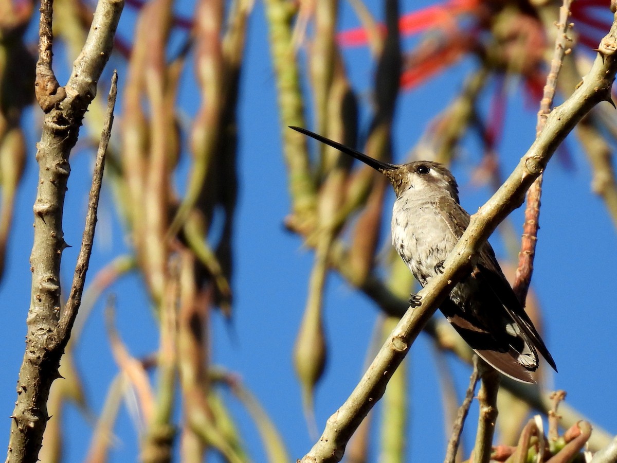 Plain-capped Starthroat - ML635927493