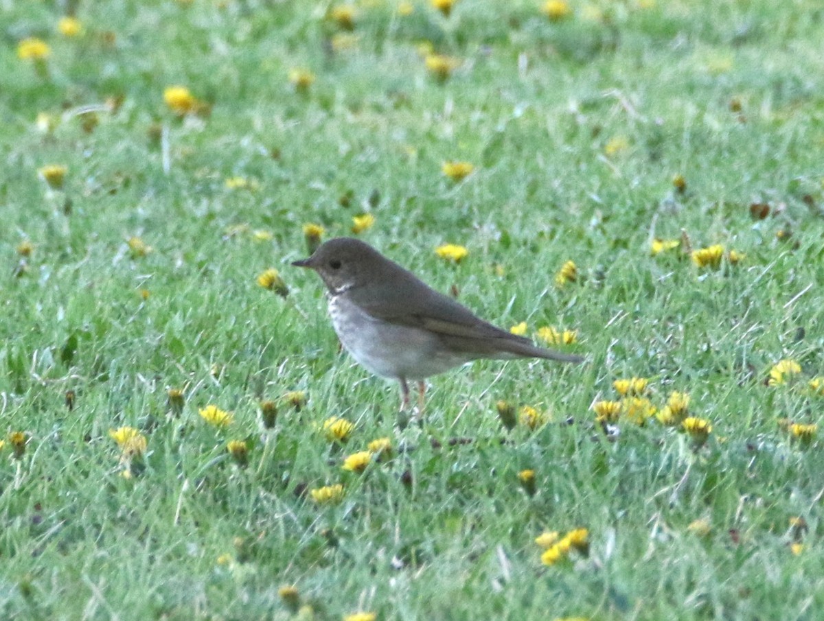 Gray-cheeked Thrush - ML635927508
