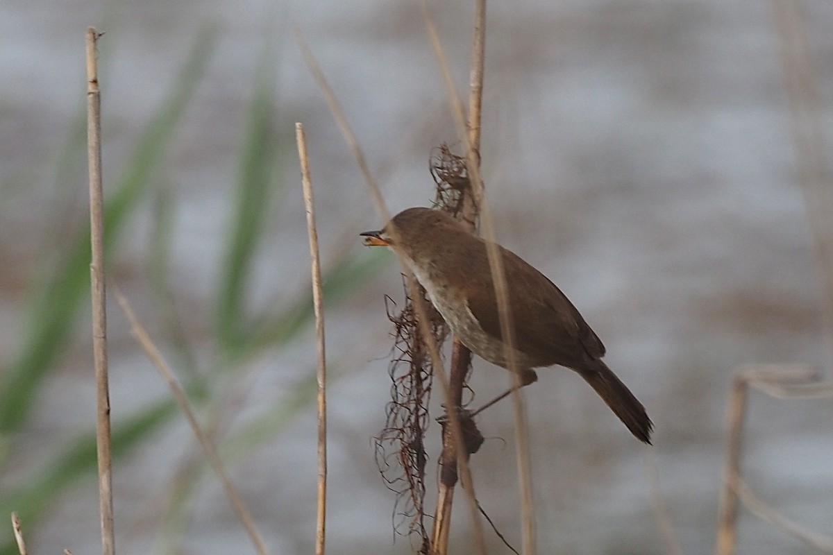 Little Rush Warbler - ML635927512