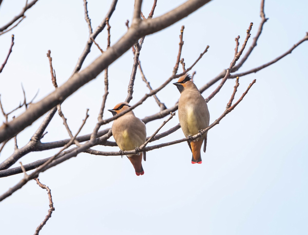 Japanese Waxwing - ML635927527