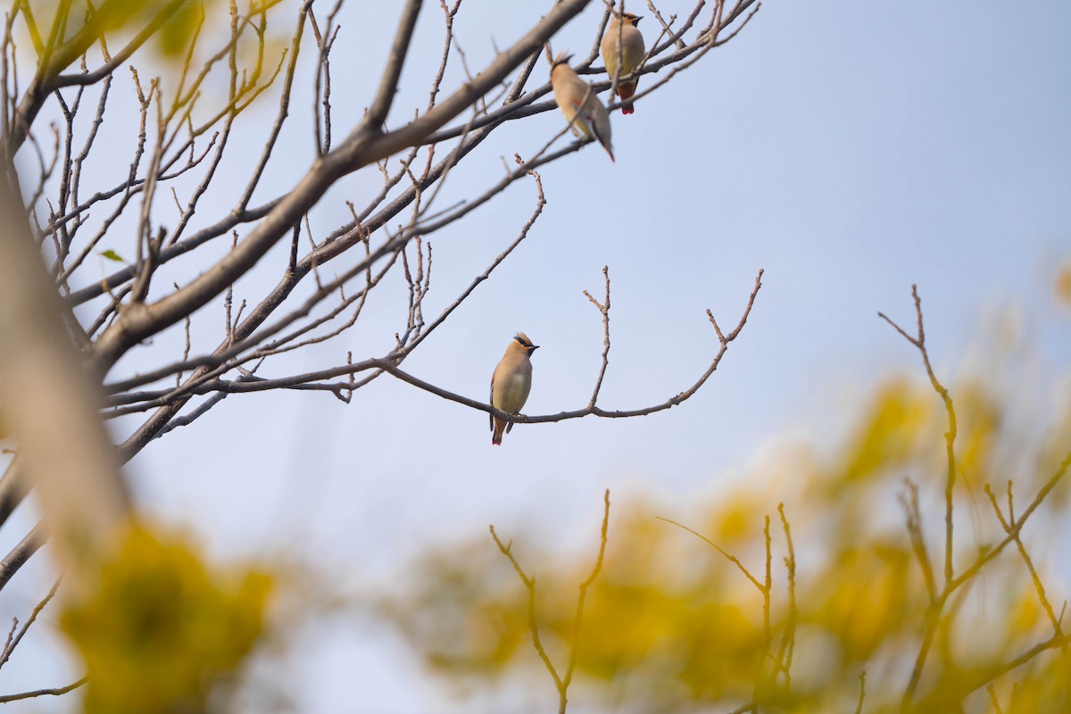 Japanese Waxwing - ML635927528