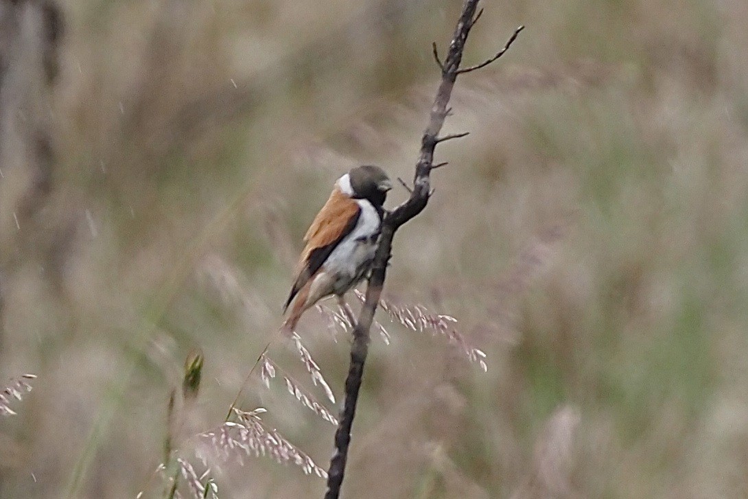 Black-headed Canary (Black-headed) - ML635927557