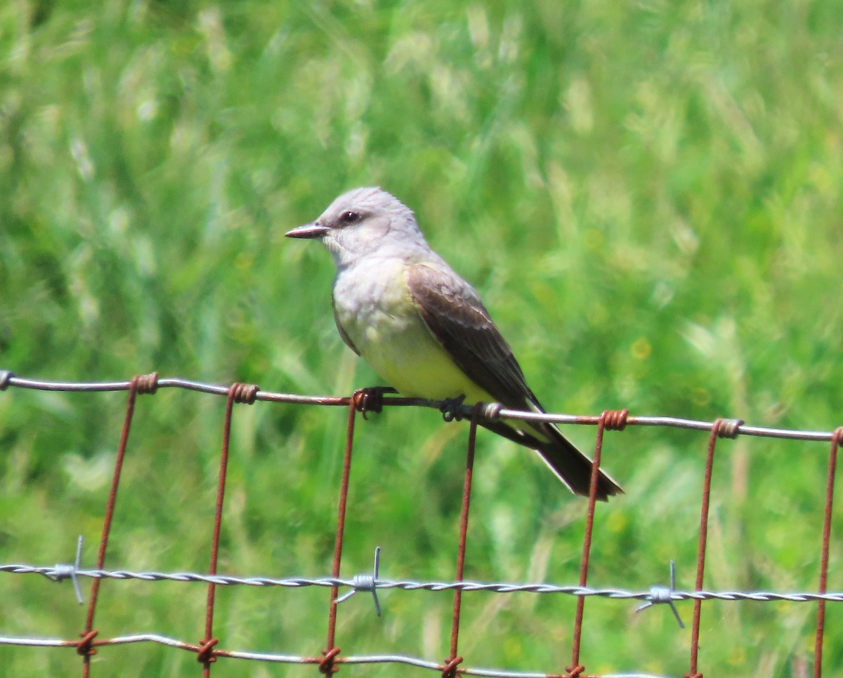 Western Kingbird - ML635927591