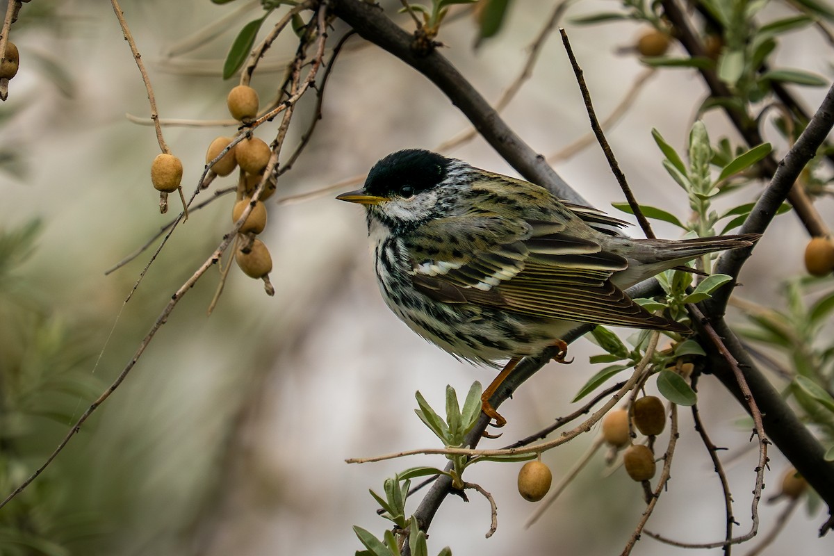 Blackpoll Warbler - ML635927612