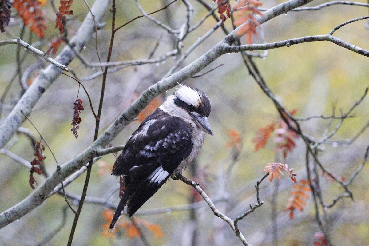 Laughing Kookaburra - ML635927633