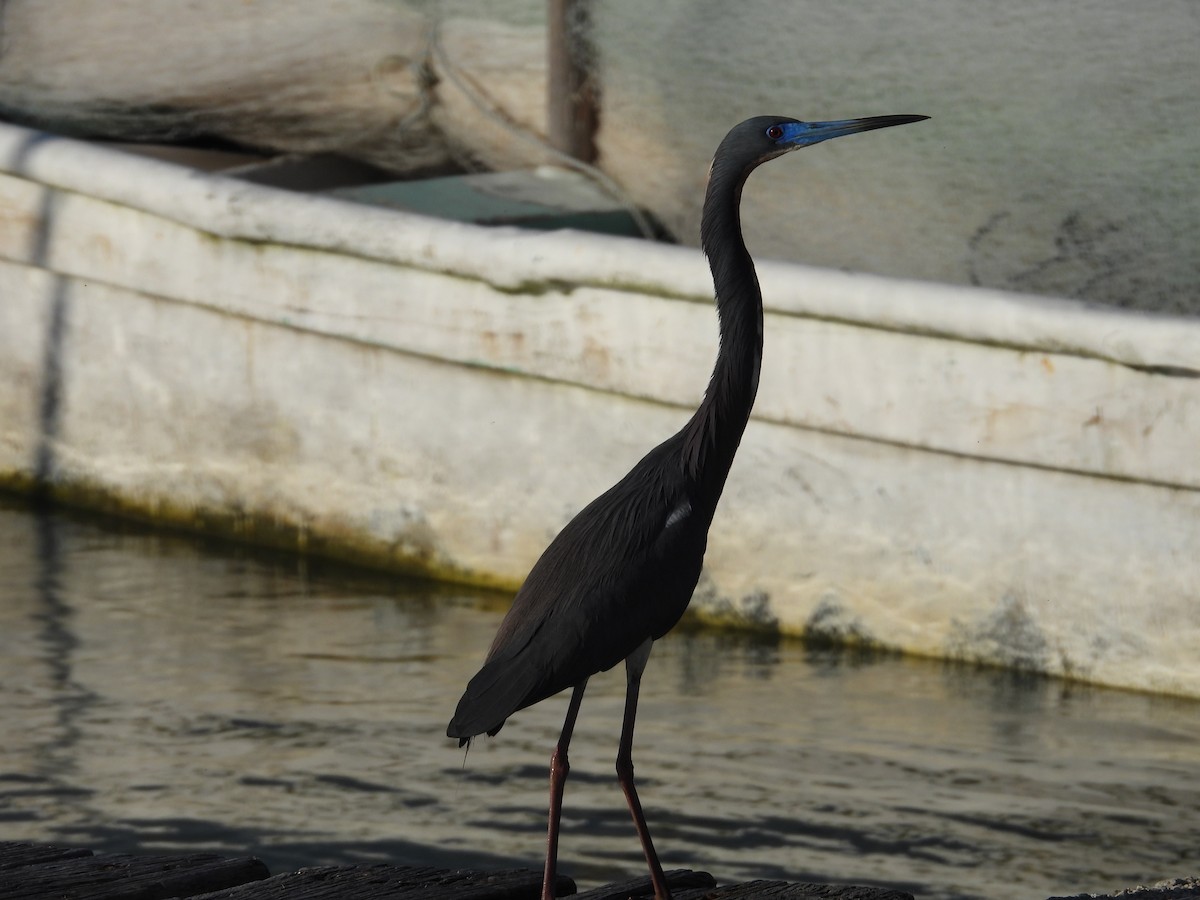 Tricolored Heron - ML635927636