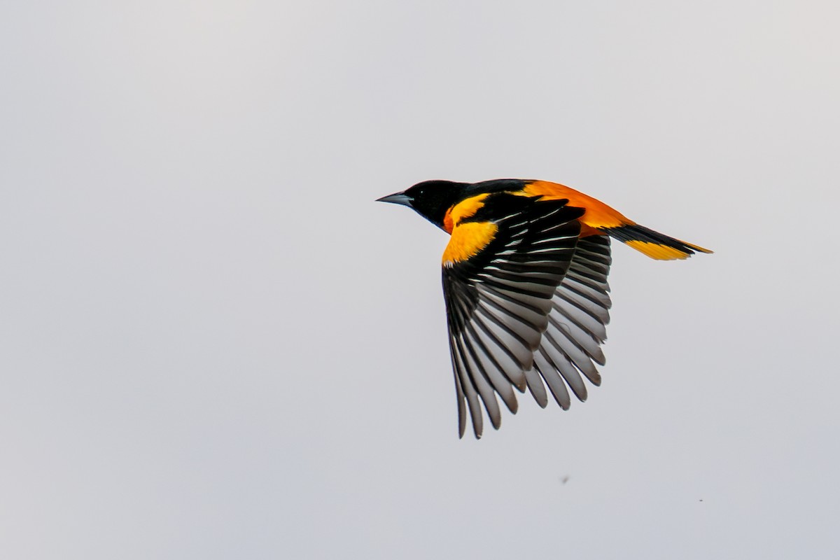 Baltimore Oriole - ML635927640